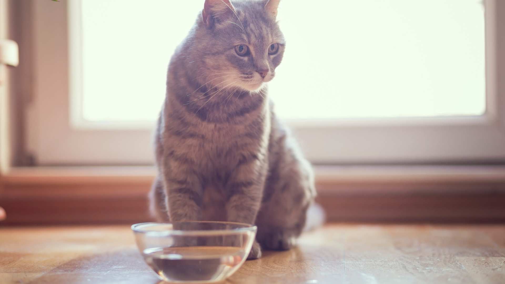gato mira el agua pero no bebe
